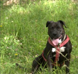 mamma cane aggressiva fiori di bach